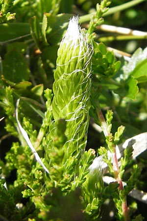 Lycopodium clavatum \ Keulen-Brlapp / Stag's-Horn Clubmoss, Common Clubmoss, D Oberstdorf 22.6.2011