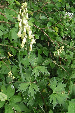 Aconitum lycoctonum subsp. vulparia \ Gelber Eisenhut, Wolfs-Eisenhut / Yellow Wolfsbane, D Solnhofen 5.6.2012