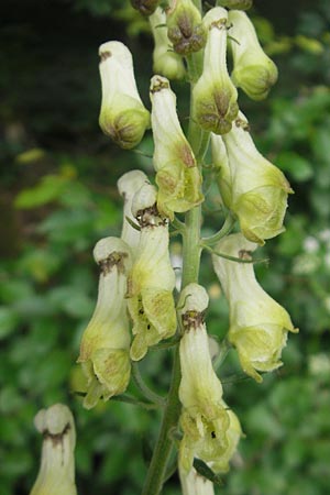 Aconitum lycoctonum subsp. vulparia \ Gelber Eisenhut, Wolfs-Eisenhut / Yellow Wolfsbane, D Solnhofen 5.6.2012