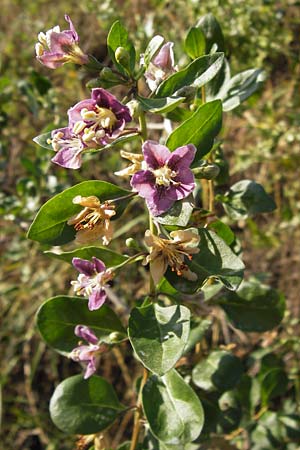 Lycium chinense \ Chinesischer Bocksdorn / China Tea-Plant, D Mannheim 13.9.2012