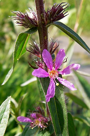 Lythrum salicaria \ Blut-Weiderich / Purple Loosestrife, D Dieburg 2.7.2013
