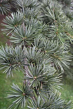 Cedrus libani \ Libanon-Zeder / Cedar of Lebanon, D Weinheim an der Bergstra&szlig;e 28.10.2006