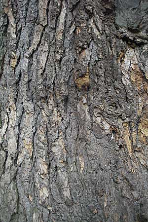 Cedrus libani \ Libanon-Zeder / Cedar of Lebanon, D Weinheim an der Bergstra&szlig;e 28.10.2006