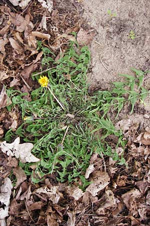 Taraxacum pectinatiforme \ Kammfrmiger Lwenzahn / Pectinate-Leaved Dandelion, D Mannheim 8.4.2014