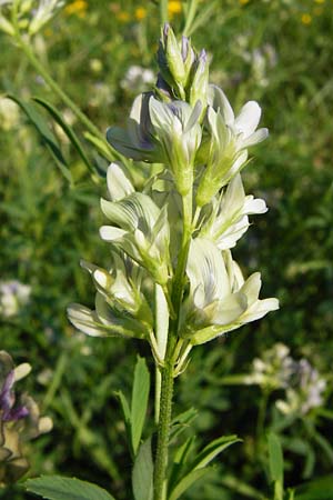 Medicago x varia \ Bastard-Luzerne / Sand Lucerne, D Altrip 2.8.2014