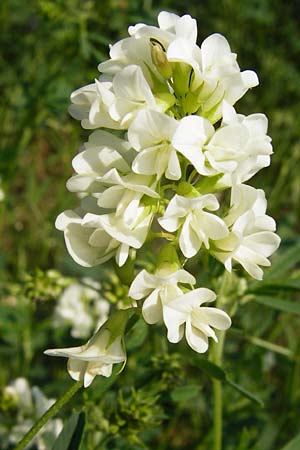 Medicago x varia \ Bastard-Luzerne / Sand Lucerne, D Altrip 2.8.2014