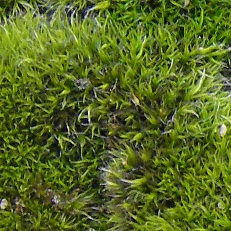 Grimmia trichophylla ? \ Haarbl&auml;ttriges Kissenmoos / Grimmia Dry Rock Moss, D Bad D&uuml;rkheim 11.10.2009