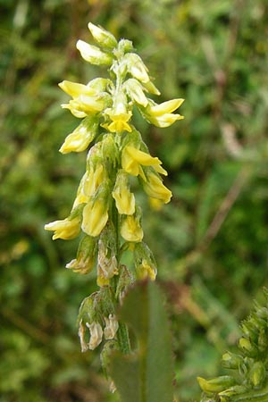 Melilotus dentatus \ Salz-Steinklee, Gezhnter Honigklee / Small Flowered Melilot, D Oppenheim 9.8.2014