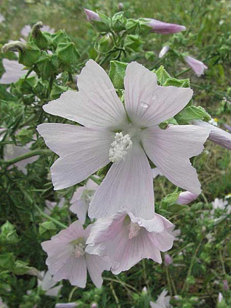 Malva alcea \ Rosen-Malve, Spitzblatt-Malve / Hollyhock Mallow, D Mannheim 7.7.2006