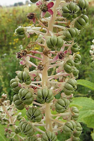 Phytolacca esculenta \ Indische Kermesbeere, Essbare Kermesbeere / Pokeweed, D Mannheim 7.7.2006