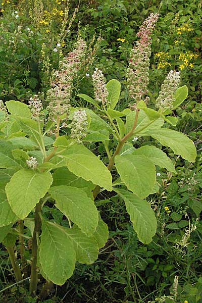 Phytolacca esculenta \ Indische Kermesbeere, Essbare Kermesbeere / Pokeweed, D Mannheim 7.7.2006