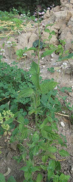 Circaea glabrescens ? \ Rosa Hexenkraut / Pink Enchanter's Nightshade, D Mannheim 20.7.2006