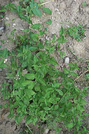 Circaea glabrescens ? \ Rosa Hexenkraut / Pink Enchanter's Nightshade, D Mannheim 20.7.2006