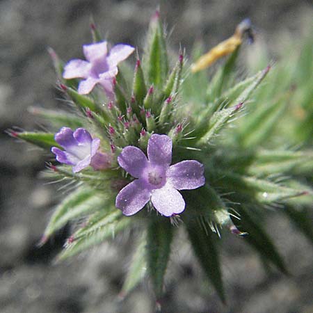 Verbena bracteata \ Tragblatt-Eisenkraut / Bracted Vervain, D Mannheim-Rheinau Hafen/port 23.9.2006
