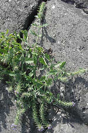 Verbena bracteata \ Tragblatt-Eisenkraut / Bracted Vervain, D Mannheim-Rheinau Hafen/port 23.9.2006