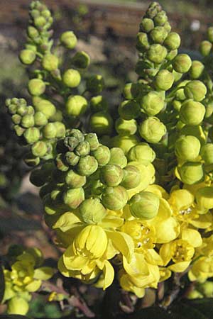 Mahonia aquifolium \ Gewhnliche Mahonie / Shining Oregon Grape, Tall Oregon Grape, D Mannheim 4.3.2007