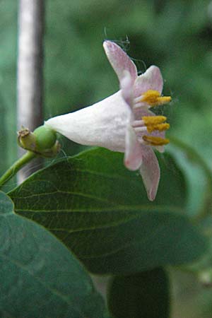 Symphoricarpos albus \ Schneebeere / Snowberry, D Mannheim 26.4.2007