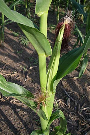 Zea mays \ Mais / Maize, Sweetcorn, D Oftersheim 10.7.2008