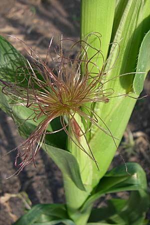 Zea mays \ Mais / Maize, Sweetcorn, D Oftersheim 10.7.2008