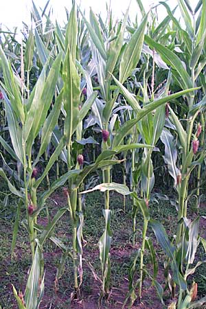 Zea mays \ Mais / Maize, Sweetcorn, D Oftersheim 10.7.2008