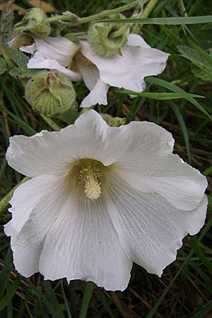 Alcea rosea \ Stockrose / Common Hollyhock, D Römerberg 14.8.2008