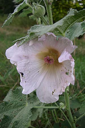 Alcea rosea \ Stockrose / Common Hollyhock, D Römerberg 14.8.2008