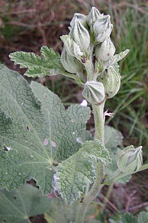 Alcea rosea \ Stockrose / Common Hollyhock, D Römerberg 14.8.2008