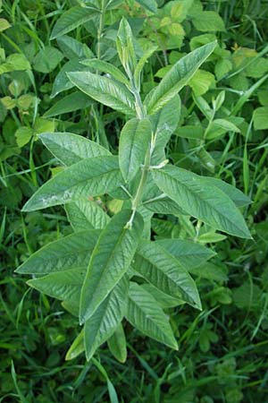 Lysimachia vulgaris \ Gilb-Weiderich / Yellow Loosestrife, D Mannheim 19.5.2009