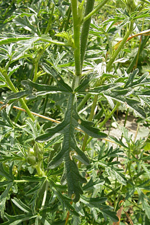 Malva alcea \ Rosen-Malve, Spitzblatt-Malve / Hollyhock Mallow, D Groß-Gerau 20.6.2009
