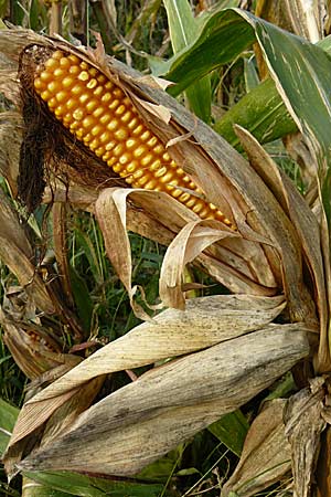 Zea mays \ Mais / Maize, Sweetcorn, D Mannheim 18.9.2008
