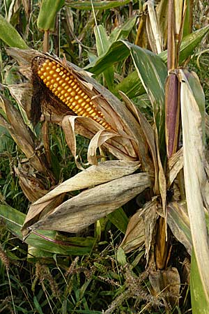 Zea mays \ Mais / Maize, Sweetcorn, D Mannheim 18.9.2008