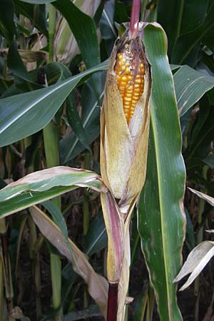 Zea mays \ Mais / Maize, Sweetcorn, D Waghäusel 10.10.2011