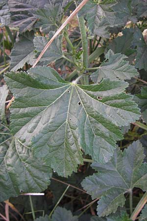 Malva alcea \ Rosen-Malve, Spitzblatt-Malve / Hollyhock Mallow, D Reilingen 23.8.2012