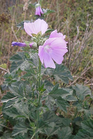 Malva alcea \ Rosen-Malve, Spitzblatt-Malve / Hollyhock Mallow, D Reilingen 23.8.2012