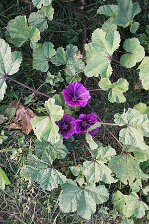 Malva sylvestris subsp. mauritiana \ Mauretanische Malve / Mallow-Tree, D Mannheim 6.9.2013