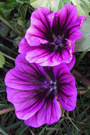 Malva sylvestris subsp. mauritiana \ Mauretanische Malve / Mallow-Tree, D Mannheim 6.9.2013