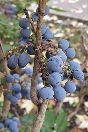 Mahonia aquifolium \ Gewhnliche Mahonie / Shining Oregon Grape, Tall Oregon Grape, D Mannheim 16.10.2013