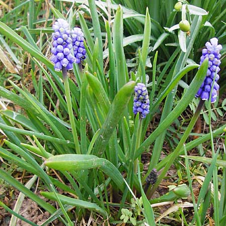 Muscari aucheri \ Auchers Traubenhyazinthe / Aucher-Eloy Grape Hyacinth, D Odenwald, F&uuml;rth 18.3.2014