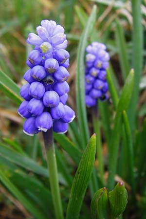 Muscari aucheri \ Auchers Traubenhyazinthe / Aucher-Eloy Grape Hyacinth, D Odenwald, F&uuml;rth 18.3.2014