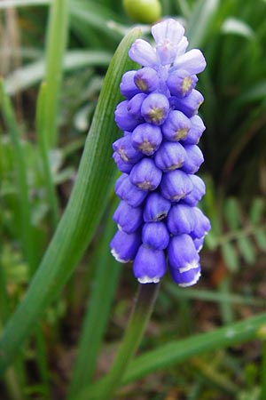 Muscari aucheri \ Auchers Traubenhyazinthe / Aucher-Eloy Grape Hyacinth, D Odenwald, F&uuml;rth 18.3.2014