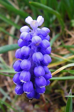 Muscari aucheri \ Auchers Traubenhyazinthe / Aucher-Eloy Grape Hyacinth, D Odenwald, F&uuml;rth 18.3.2014