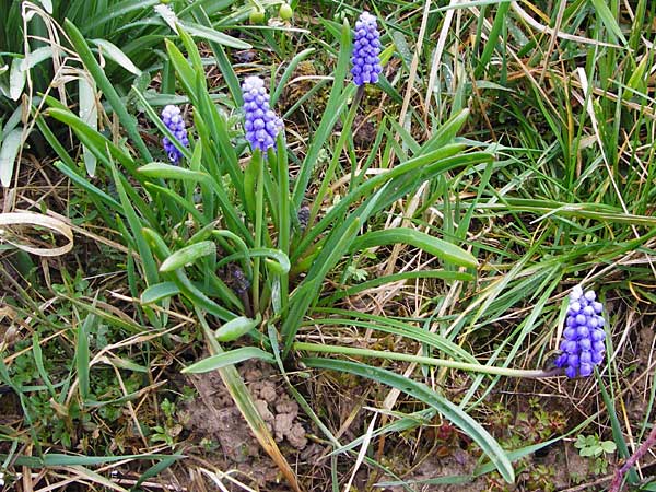 Muscari aucheri \ Auchers Traubenhyazinthe / Aucher-Eloy Grape Hyacinth, D Odenwald, F&uuml;rth 18.3.2014