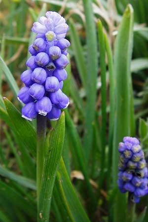Muscari aucheri \ Auchers Traubenhyazinthe / Aucher-Eloy Grape Hyacinth, D Odenwald, F&uuml;rth 18.3.2014