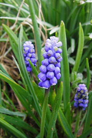 Muscari aucheri \ Auchers Traubenhyazinthe / Aucher-Eloy Grape Hyacinth, D Odenwald, F&uuml;rth 18.3.2014