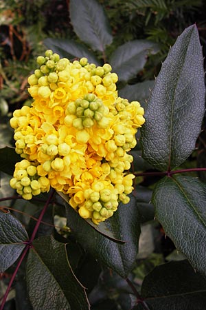 Mahonia aquifolium \ Gewhnliche Mahonie / Shining Oregon Grape, Tall Oregon Grape, D Mannheim-Neckarau 19.3.2014