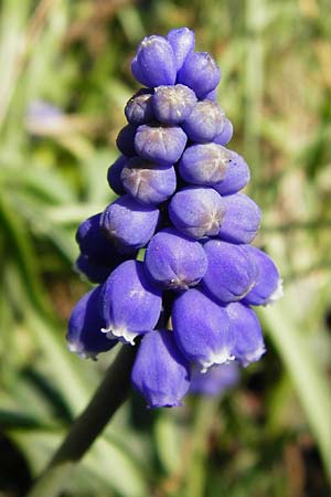 Muscari armeniacum \ Armenische Traubenhyazinthe / Armenian Grape Hyacinth, D Odenwald, Birkenau 20.3.2014