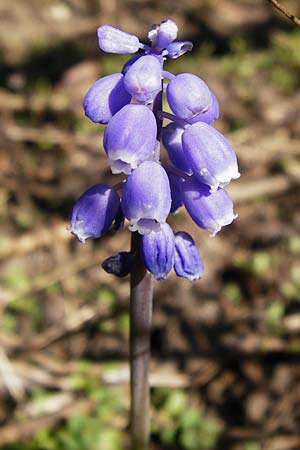 Muscari armeniacum \ Armenische Traubenhyazinthe / Armenian Grape Hyacinth, D Odenwald, Birkenau 20.3.2014