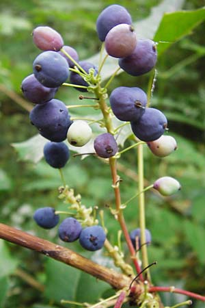 Mahonia aquifolium \ Gewhnliche Mahonie / Shining Oregon Grape, Tall Oregon Grape, D Alsbach 30.6.2014