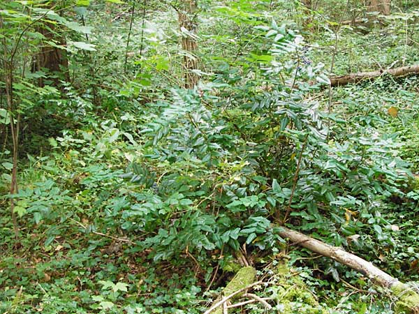 Mahonia aquifolium \ Gewhnliche Mahonie / Shining Oregon Grape, Tall Oregon Grape, D Alsbach 30.6.2014