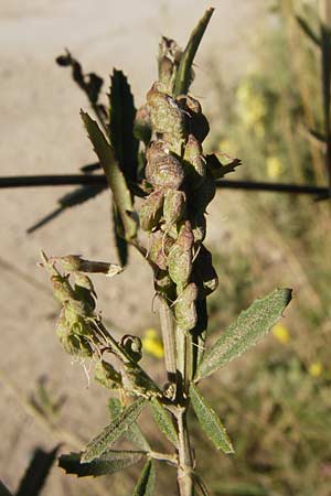 Melilotus altissimus \ Hoher Steinklee, Hoher Honigklee / Tall Melilot, D Gimbsheim 17.7.2014